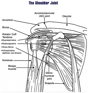 Shoulder joint anatomy